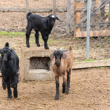 Platanorema Farm stay *