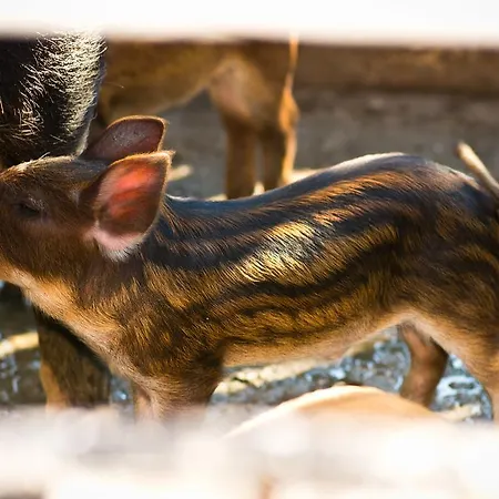 Platanorema Farm stay *