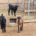 Platanorema Farm stay *