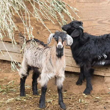 Platanorema Agios Ioannis Prodromos