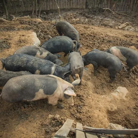 Platanorema Séjour à la ferme Agios Ioannis Prodromos