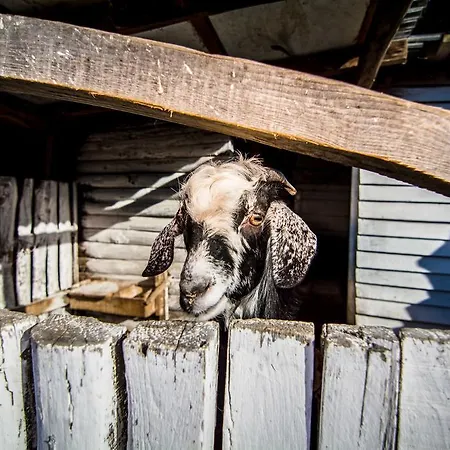 Séjour à la ferme Platanorema Agios Ioannis Prodromos