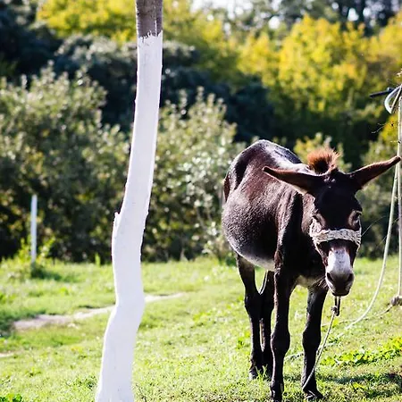 Platanorema Séjour à la ferme Agios Ioannis Prodromos