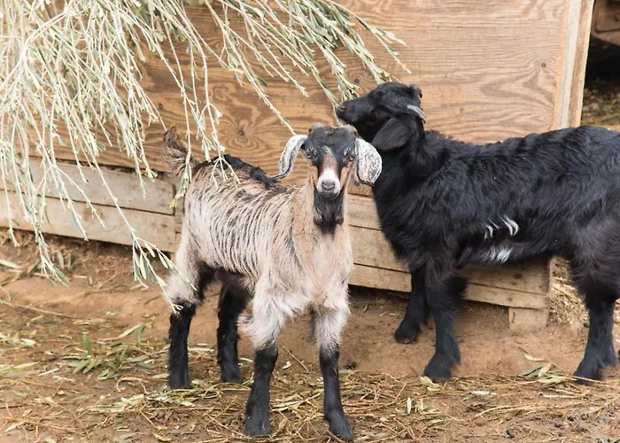 Platanorema Ájosz Joánisz Pródromosz