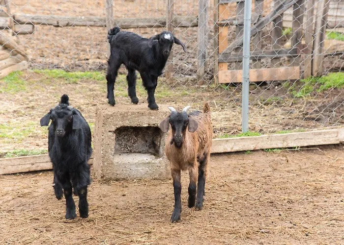 Platanorema Farmház *