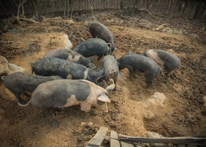 Platanorema Farmház Ájosz Joánisz Pródromosz