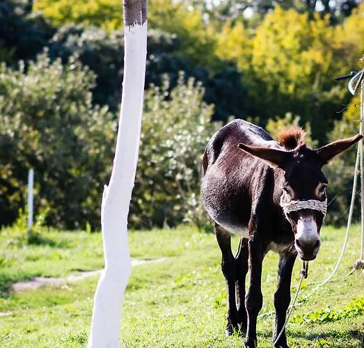 Platanorema Farmház Ájosz Joánisz Pródromosz