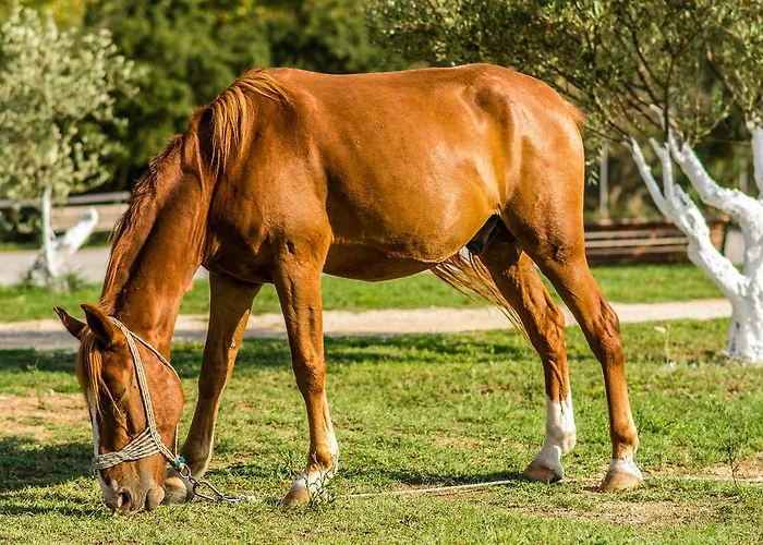 Çiftlik konaklama Platanorema *