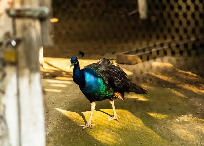Çiftlik konaklama Platanorema Agios Ioannis Prodromos