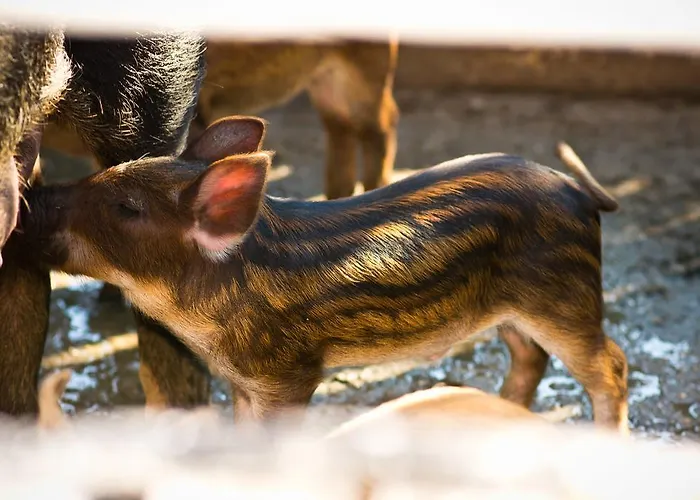 Platanorema Çiftlik konaklama *