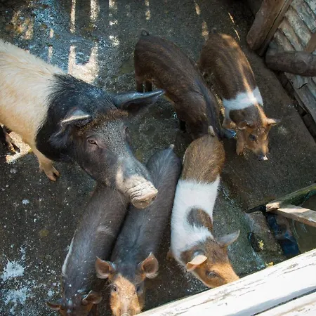 Platanorema Agios Ioannis Prodromos