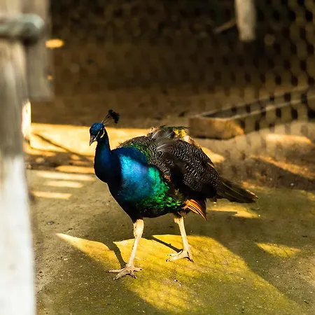 ファームステイ Platanorema Agios Ioannis Prodromos