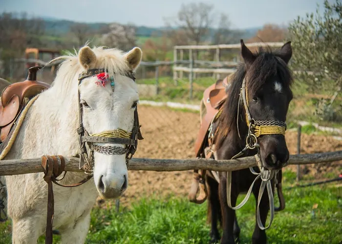 Platanorema Pensiune agroturistice *