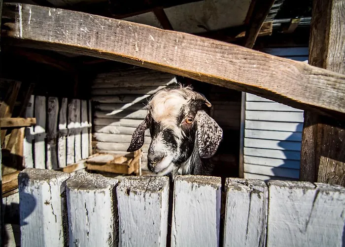 Pensiune agroturistice Platanorema Agios Ioannis Prodromos